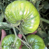 Cherokee Green Tomato Seeds – Premium Heirloom Variety, Rich Flavor, Vigorous Plants, High Yielding