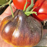 Blue Pear Tomato Seeds - Strong Disease Resistance, Vigorous Growth, Ideal for Garden and Container Cultivation