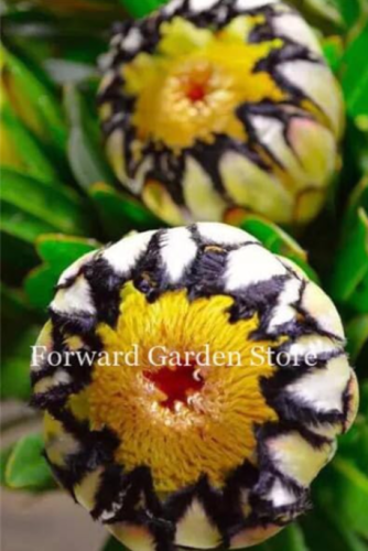 Fresh Rare Protea Cynaroides Seeds (Color: 17)