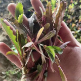 Xinte Wild Purple Qumai Chicory | Perennial Asteraceae Herb with Succulent Bitter Greens, High-Yielding & Adaptable