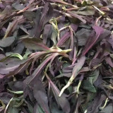 Xinte Wild Purple Qumai Chicory | Perennial Asteraceae Herb with Succulent Bitter Greens, High-Yielding & Adaptable