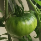 Cherokee Green Tomato Seeds – Premium Heirloom Variety, Rich Flavor, Vigorous Plants, High Yielding