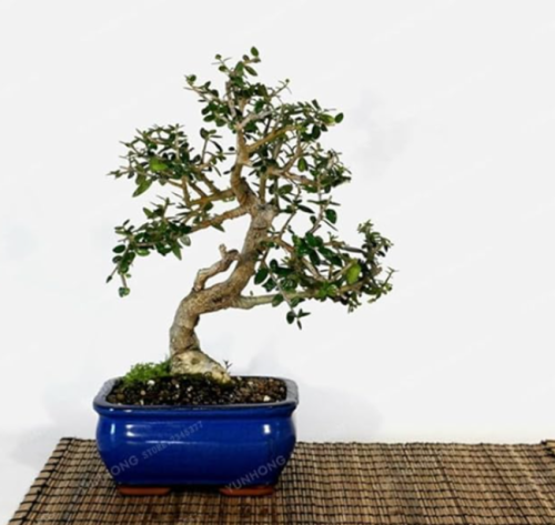 Rare Olive Seed Tree (Olea Europaea) Seed Fresh Exotic Tree Seed