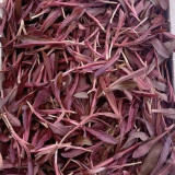 Xinte Wild Purple Qumai Chicory | Perennial Asteraceae Herb with Succulent Bitter Greens, High-Yielding & Adaptable