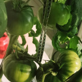 Cherokee Green Tomato Seeds – Premium Heirloom Variety, Rich Flavor, Vigorous Plants, High Yielding