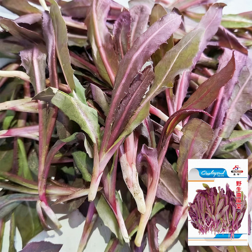 Xinte Wild Purple Qumai Chicory | Perennial Asteraceae Herb with Succulent Bitter Greens, High-Yielding & Adaptable