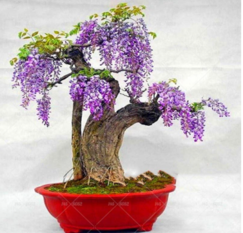 Perennial Wisteria sinensis Seed Flower Tree Potted for Home Garden Plants - (Color: 3)