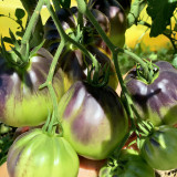 Blue Pear Tomato Seeds - Strong Disease Resistance, Vigorous Growth, Ideal for Garden and Container Cultivation