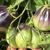 Blue Pear Tomato Seeds - Strong Disease Resistance, Vigorous Growth, Ideal for Garden and Container Cultivation