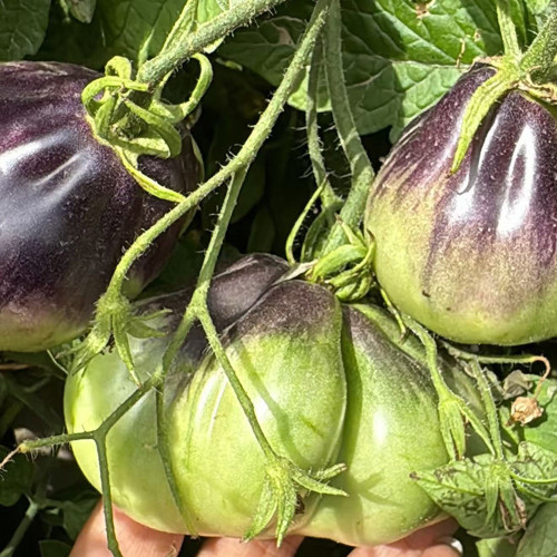 Blue Pear Tomato Seeds - Strong Disease Resistance, Vigorous Growth, Ideal for Garden and Container Cultivation