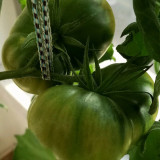 Cherokee Green Tomato Seeds – Premium Heirloom Variety, Rich Flavor, Vigorous Plants, High Yielding