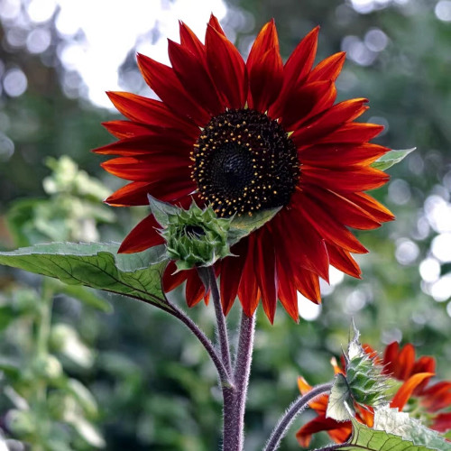 Hongyun Sunflower Seeds - Stunning Red Sunflower, Tall Plants, Long Flowering Period, Ideal for Various Garden Uses