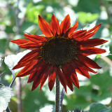 HEL09 Red Sunflower Seeds - Easy-to-Grow Ornamental Plant for Beginners, Ideal for Use as Cut Flowers