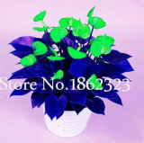 Rare Mixed Color Anthurium Seed Indoor Plant (Color: 16)