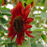 HEL09 Red Sunflower Seeds - Easy-to-Grow Ornamental Plant for Beginners, Ideal for Use as Cut Flowers