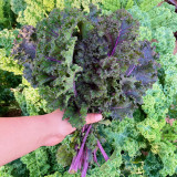 Ziyu No. 1 Kale Seeds - Vigorous Growth, Continuous Harvest, Ideal for Home Gardening
