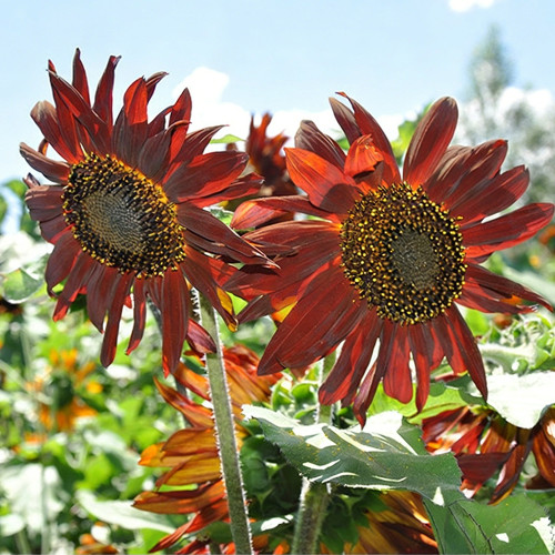 HEL09 Red Sunflower Seeds - Easy-to-Grow Ornamental Plant for Beginners, Ideal for Use as Cut Flowers