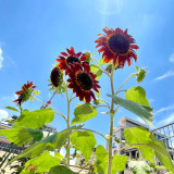 HEL09 Red Sunflower Seeds - Easy-to-Grow Ornamental Plant for Beginners, Ideal for Use as Cut Flowers