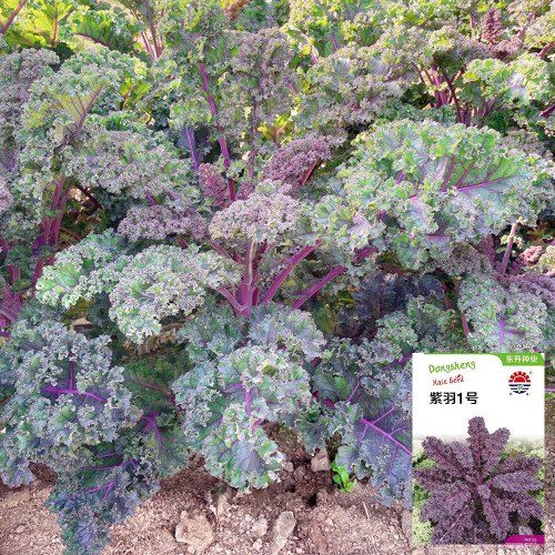 Ziyu No. 1 Kale Seeds - Vigorous Growth, Continuous Harvest, Ideal for Home Gardening