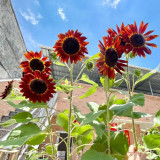HEL09 Red Sunflower Seeds - Easy-to-Grow Ornamental Plant for Beginners, Ideal for Use as Cut Flowers