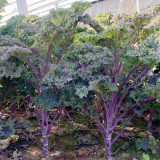 Ziyu No. 1 Kale Seeds - Vigorous Growth, Continuous Harvest, Ideal for Home Gardening