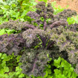Ziyu No. 1 Kale Seeds - Vigorous Growth, Continuous Harvest, Ideal for Home Gardening