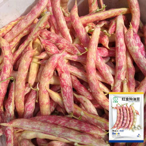 Dayu Red Golden Hook Snap Bean Seeds – Early Maturing, High Yield, Stringless, Fiberless, Thick-Fleshed Pods