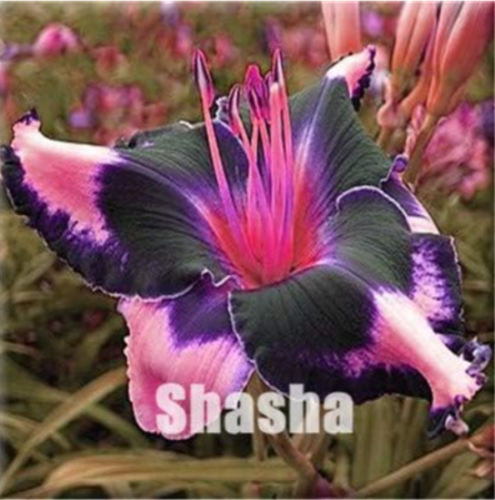 Hybrid Mix Daylily Flowers Seed Rare Colour Hybrid Hemerocallis (Color: 2)