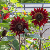 Hongyun Sunflower Seeds - Stunning Red Sunflower, Tall Plants, Long Flowering Period, Ideal for Various Garden Uses