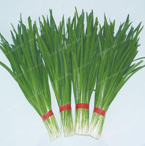 Chinese Chive Seed Garden Potted Leek Plants Seed for Home Garden Easy to Grow
