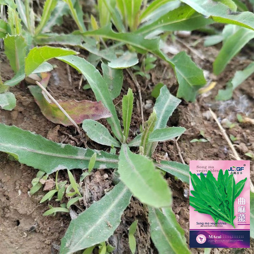 Jiliqingfeng Wild Qumai Chicory Seeds – Perennial Bitter Greens, Cold & Heat Tolerant, Multiple Harvests