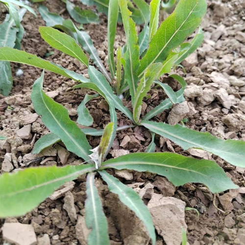 Jiliqingfeng Wild Qumai Chicory Seeds – Perennial Bitter Greens, Cold & Heat Tolerant, Multiple Harvests