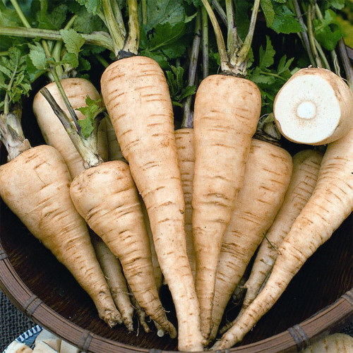 Parsnip Seeds - Pastinaca Sativa, Biennial Herb, Sweet & Flavorful Roots for Soup, Roasting and Stir-Fry