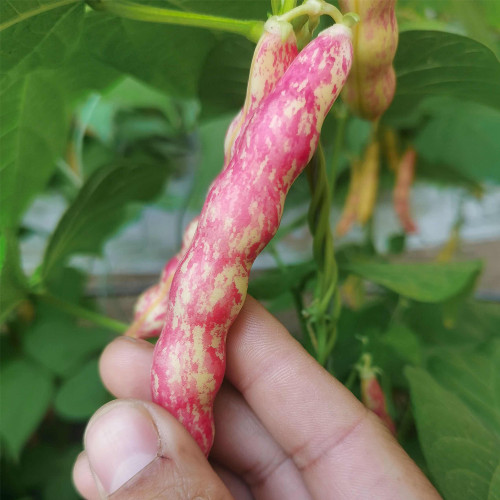 Dayu Red Golden Hook Snap Bean Seeds – Early Maturing, High Yield, Stringless, Fiberless, Thick-Fleshed Pods