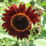 Hongyun Sunflower Seeds - Stunning Red Sunflower, Tall Plants, Long Flowering Period, Ideal for Various Garden Uses