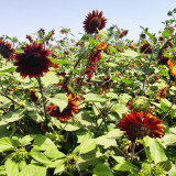 Hongyun Sunflower Seeds - Stunning Red Sunflower, Tall Plants, Long Flowering Period, Ideal for Various Garden Uses