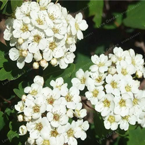 Spiraea Snow Ball Flower Seed for Home Garden Planting (Color: 1)