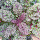 Ziyu No. 1 Kale Seeds - Vigorous Growth, Continuous Harvest, Ideal for Home Gardening