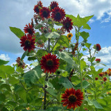 Hongyun Sunflower Seeds - Stunning Red Sunflower, Tall Plants, Long Flowering Period, Ideal for Various Garden Uses