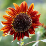 HEL09 Red Sunflower Seeds - Easy-to-Grow Ornamental Plant for Beginners, Ideal for Use as Cut Flowers