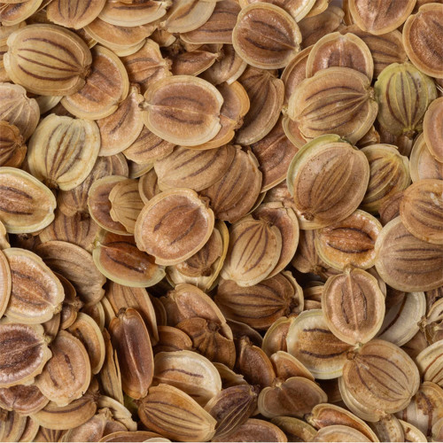 Parsnip Seeds - Pastinaca Sativa, Biennial Herb, Sweet & Flavorful Roots for Soup, Roasting and Stir-Fry