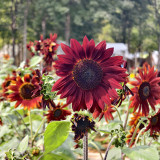 HEL27 Cherry Red Sunflower Seeds - Premium Variety, Easy to Grow, the First Choice for Family Gardening