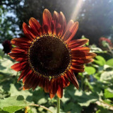HEL23 Sunflower Seeds - High Germination Rate, Easy to Grow, Ideal for Garden Landscaping