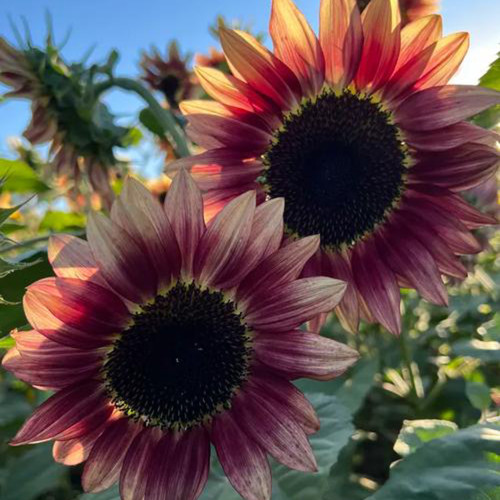 HEL25 Sunflower Seeds - Vibrant Colors, Long Bloom Period, Ideal for Balconies and Landscape Design