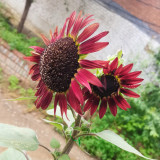 HEL27 Cherry Red Sunflower Seeds - Premium Variety, Easy to Grow, the First Choice for Family Gardening