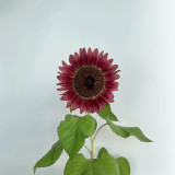 HEL25 Sunflower Seeds - Vibrant Colors, Long Bloom Period, Ideal for Balconies and Landscape Design