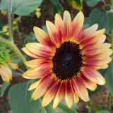 HEL25 Sunflower Seeds - Vibrant Colors, Long Bloom Period, Ideal for Balconies and Landscape Design