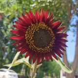 HEL27 Cherry Red Sunflower Seeds - Premium Variety, Easy to Grow, the First Choice for Family Gardening