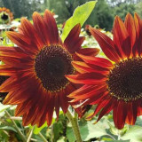 HEL23 Sunflower Seeds - High Germination Rate, Easy to Grow, Ideal for Garden Landscaping