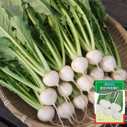 Xiatong No.2 F1 Turnip Seeds | Early-Maturing Hybrid White Turnip with Glossy Roots, Tender Flesh & Superior Taste